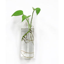 Load image into Gallery viewer, 4.7 In. X 4.7 In. Clear Glass Hanging Wall Planters-4 Pack Terrarium Plant Holders for Indoor Plants
