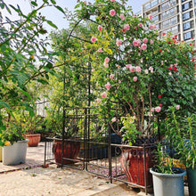 Load image into Gallery viewer, 86.6 In. Black Metal Garden Trellis Climbing Plants Support Rose Arch Outdoor Arch