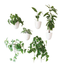 Load image into Gallery viewer, Self-Watering Plastic Wall Planter with Easy Install and Lightweight Design for Indoor Vertical Gardens, White (6-Pack)