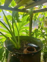 Load image into Gallery viewer, Terracotta Olla with Lid ~ Handmade Garden Irrigation Watering Spike ~ Small Self Watering for Planter