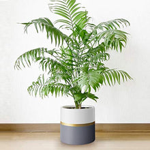 Load image into Gallery viewer, 10’’ Plant Pot by HOMENOTE, Modern Large Planter with Drainage Plug - Gold and Grey Detailing - Perfect Fits Mid Century Plant Stand