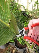 Load image into Gallery viewer, TABOR TOOLS Pruning Shears, Makes Clean Cuts, Professional Sharp Secateurs, Great for M L Size Hands. Hand Pruner, Garden Shears, Clippers for The Garden, Classic Model. S3A. (Bypass, Classic)