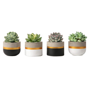 Mkono 3 Inch Mini Cement Succulent Planter Modern Concrete Cactus Plant Pots Small Clay Indoor Herb Window Box Container for Home and Office Decor, Set of 4 (Plant NOT Included)