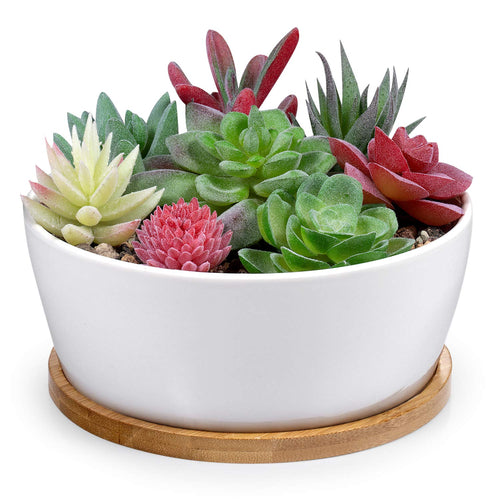 7 Inch Square White Ceramic Succulent Cactus Plants Planter Pot with Drainage Bamboo Tray （Large）