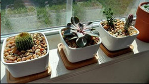 Pack of 3 Succulent Planters Planter Pots 2.2" White Ceramic Square Planters Green Plant Pots Cactus Planters with Bamboo Tray Vases